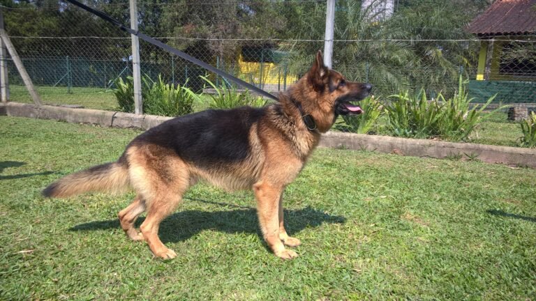 Raças de cachorro: Pastor Alemão, Artigos