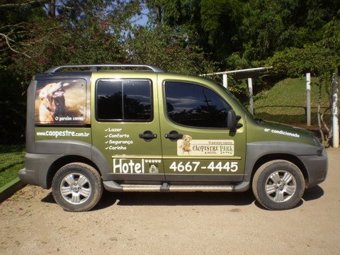 TRANSPORTE DE CÃES – REGRAS E DICAS